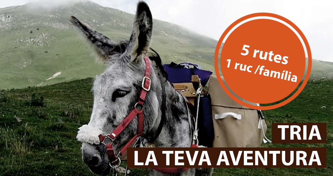 banner-activitats-rucs-2