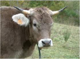 MASOS-PAGES-RUTA-DEL-FERRO